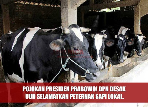 Pojokan Presiden Prabowo! DPN Desak UUD Selamatkan Peternak Sapi Lokal.
