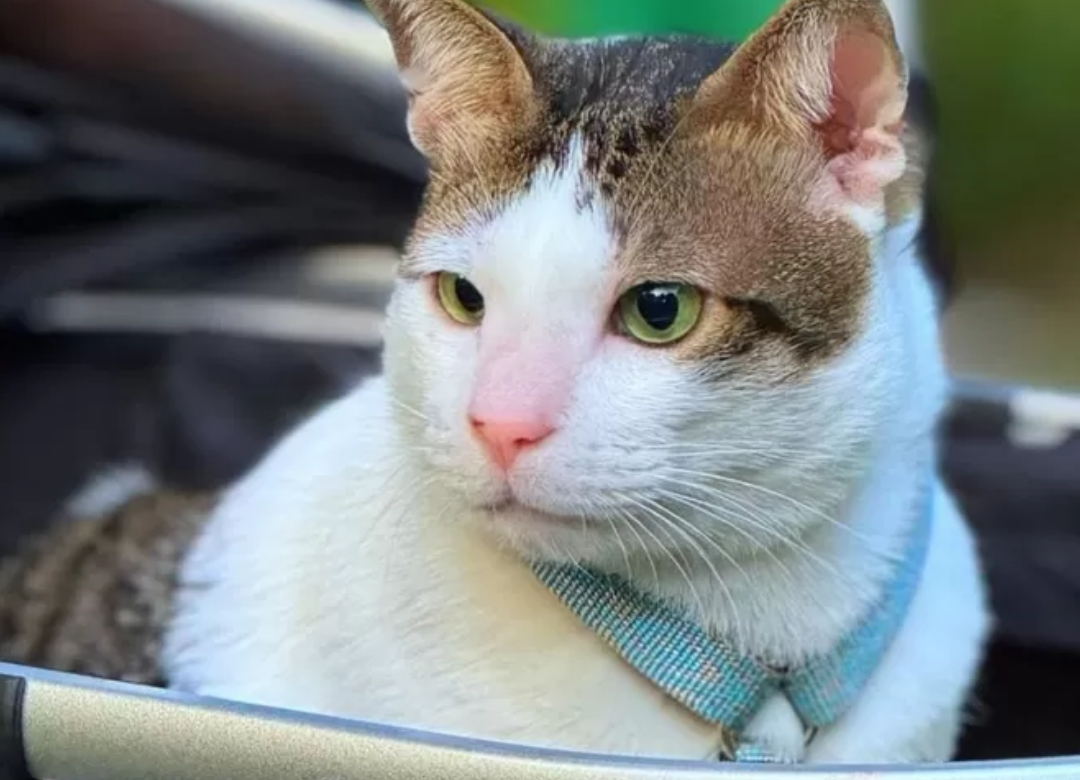 Tuai Perhatian Netizen! Video Bobby Kertanegara Dikawal Polisi Viral, Istana: Kok Gitu Diprotes