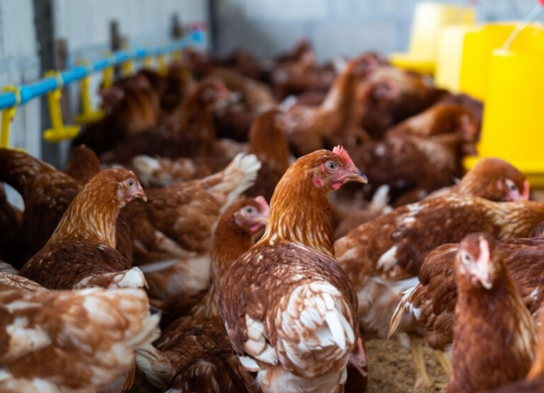 Pemerintah menyiapkan investasi sebesar Rp20 triliun untuk membangun peternakan ayam pedaging dan petelur di seluruh Indonesia.